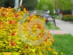 Spiraea japonica `Goldflame`