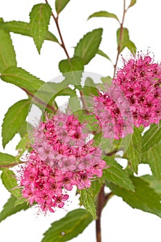 Spiraea japonica isolated on white background