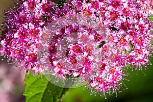 Spiraea japonica, Japanese meadow, Japanese spirea or Korean, is a plant in the family Rosaceae. Synonyms of the name of the