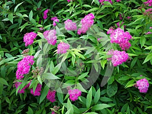 Spiraea japonica L. f.