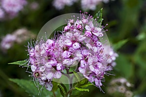 Spiraea japonica `Little  Princess`