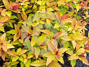 Spiraea japonica Magic Carpet or Walbuma photo