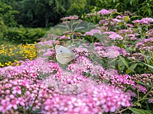 Spiraea japonica `Little Princess`and a white butterfly - Eutopia Garden - Arad, Romania photo