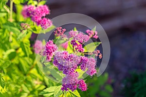 Spiraea Japonica with yellow leaves and pink flowers on dark background.Close up.Soft focus.Concept of the choice of decorative photo