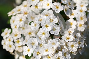 Spiraea media white flowers closeup selective focus