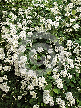 Spiraea nipponica, snowmound, flowering plant