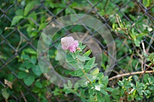 Spiraea salicifolia blooms pink in June. Berlin, Germany