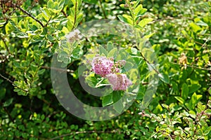 Spiraea salicifolia blooms pink in June. Berlin, Germany