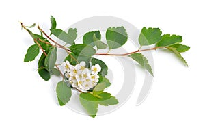 Spiraea sometimes spelled spirea. Flowers Isolated on white background
