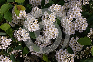 Spiraea spirea twigs with half-open flowers at sunset with selective focus