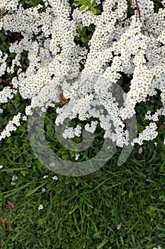 Spiraea thunbergii Commonly known as Baby`s breath spiraea