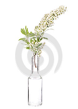 Spiraea thunbergii thunberg spiraea or thunberg`s meadowsweet in a glass vessel on a white background