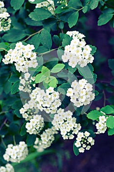 Spiraea vanhouttei
