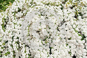 Spiraea vanhuttei flowers close up. Bride bush branch, beautiful white flowers