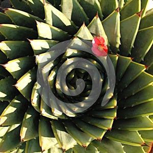 Spiral Aloe photo