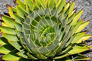 Spiral Aloe - Aloe Polyphylla