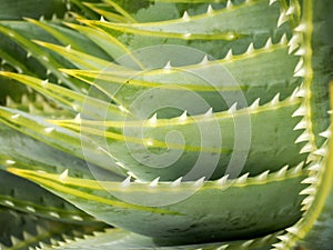 spiral aloe Aloe polyphylla Pillans