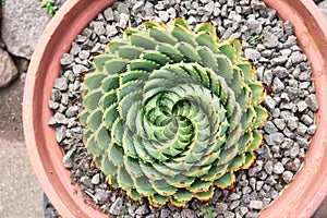 Spiral Aloe (Aloe Polyphylla) in the pot