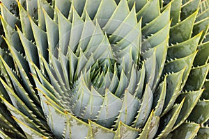 Spiral aloe leaves