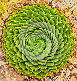 Spiral Aloe in Lesotho