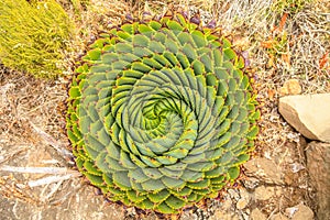 Spiral Aloe - Lesotho traditional plant