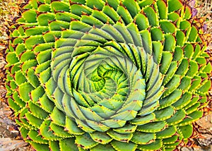 Spiral Aloe in Lesotho