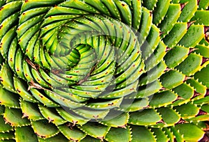 Spiral Aloe in Lesotho