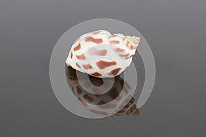 Spiral Babylon Seashell (Babylonia spirata) with Reflection