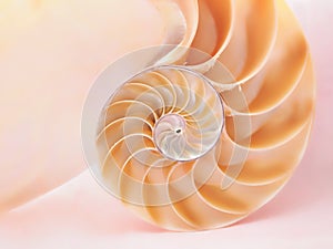 Spiral Beauty Of A Nautilus Seashell