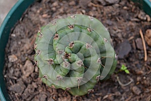 Spiral Cactu growing in my backyard
