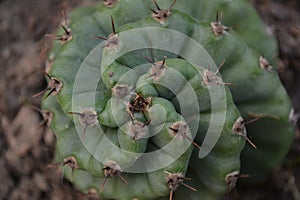 Spiral Cactu growing in my backyard