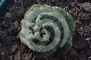 Spiral Cactu growing in my backyard