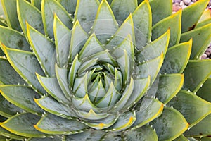 Spiral cactus leaves