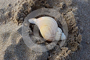 Spiral coiled sea shell