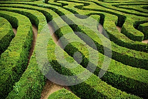 A spiral confusing hedgerow spiral maze