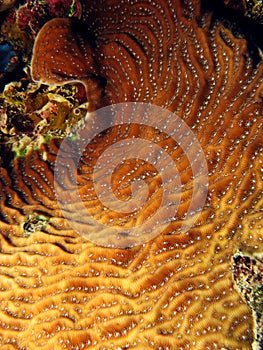 Spiral coral