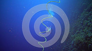 Spiral coral Cirrhipathes spiralis on the Reef Elphinstone