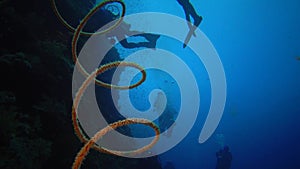 Spiral coral Cirrhipathes spiralis on the Reef Elphinstone.