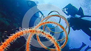 Spiral coral (Cirrhipathes spiralis) on the Reef Elphinstone. Red Sea