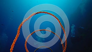 Spiral coral Cirrhipathes spiralis on the Reef Elphinstone. Red Sea, Egypt