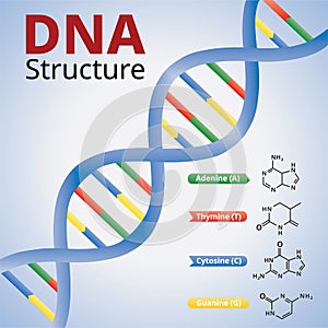Spiral of DNA, An illustration of the structure of the DNA molecules, Vector
