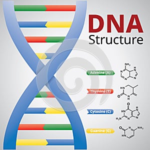 Spiral of DNA, An illustration of the structure of the DNA molecules, Vector