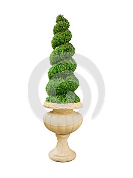 Spiral Dwarf hedges cut green tree in a design white pot isolated on white background.