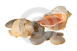 Spiral empty aged seashells and smooth gravel isolated on white background