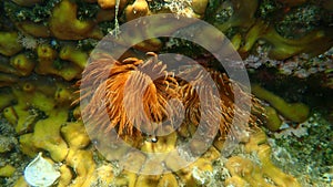 Spiral fan worm or twin fan worm Bispira volutacornis undersea, Aegean Sea photo