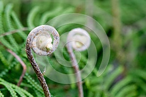 Spiral fern frond unfurling