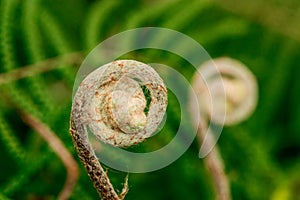 Spiral fern frond unfurling closeup