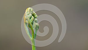 Spiral fern leaf sprouts uncurl close-up shot, new growth concept