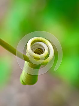 Spiral of floras
