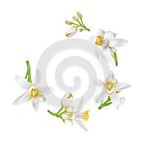 Spiral flying heap of neroli white flowers and buds isolated on white. Transparent png additional format